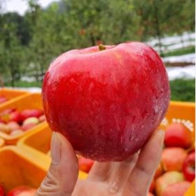 https://spdy-flexg-150.flexgate.co.kr/data/goods/airgram123/small/thum2/1312.JPG