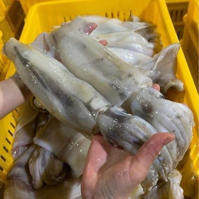 https://spdy-flexg-150.flexgate.co.kr/data/goods/airgram123/small/thum2/1313_20250620041439877_1.JPG