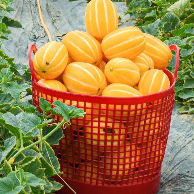 https://spdy-flexg-150.flexgate.co.kr/data/goods/airgram123/small/thum2/3_20250423040447617_1.jpg