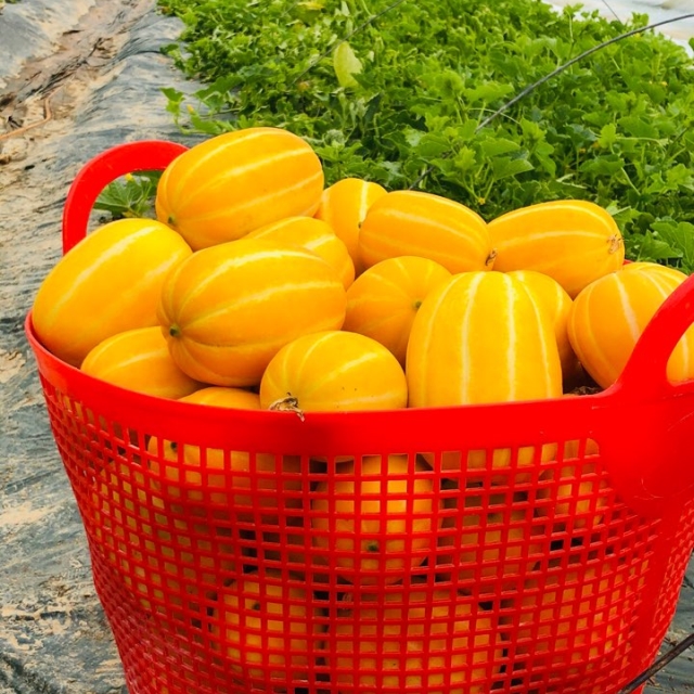 https://spdy-flexg-150.flexgate.co.kr/data/goods/airgram123/small/thum2/KakaoTalk_20190314_093839013_05.jpg