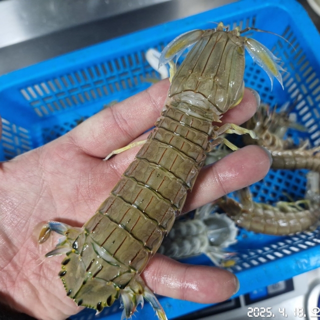 https://spdy-flexg-150.flexgate.co.kr/data/goods/airgram123/small/thum2/KakaoTalk_20250418_174748989_07.jpg