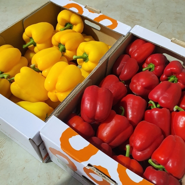 https://spdy-flexg-150.flexgate.co.kr/data/goods/airgram123/small/thum2/KakaoTalk_20250721_161802982.jpg