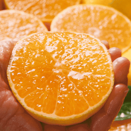 https://spdy-flexg-150.flexgate.co.kr/data/goods/airgram123/small/thum2/가정용황금향_thumb.gif