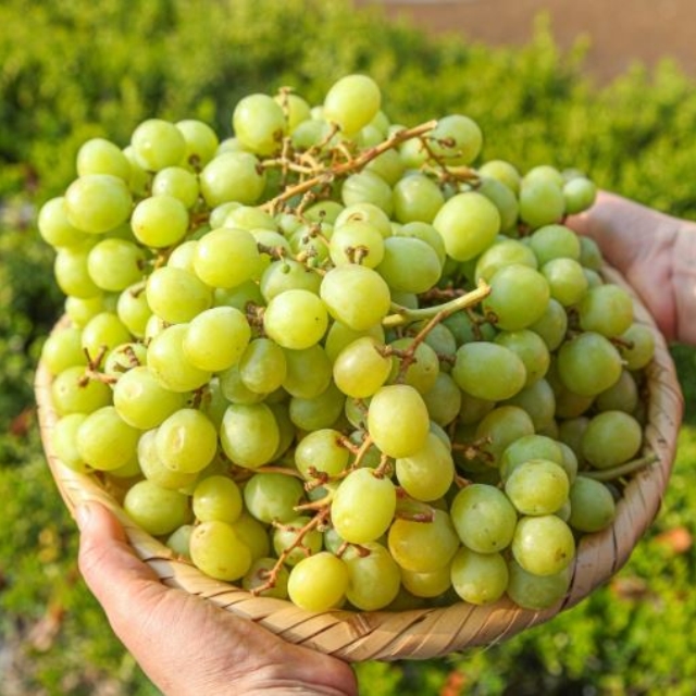 https://spdy-flexg-150.flexgate.co.kr/data/goods/airgram123/small/thum2/썸네일_20250325030551186_1.JPG