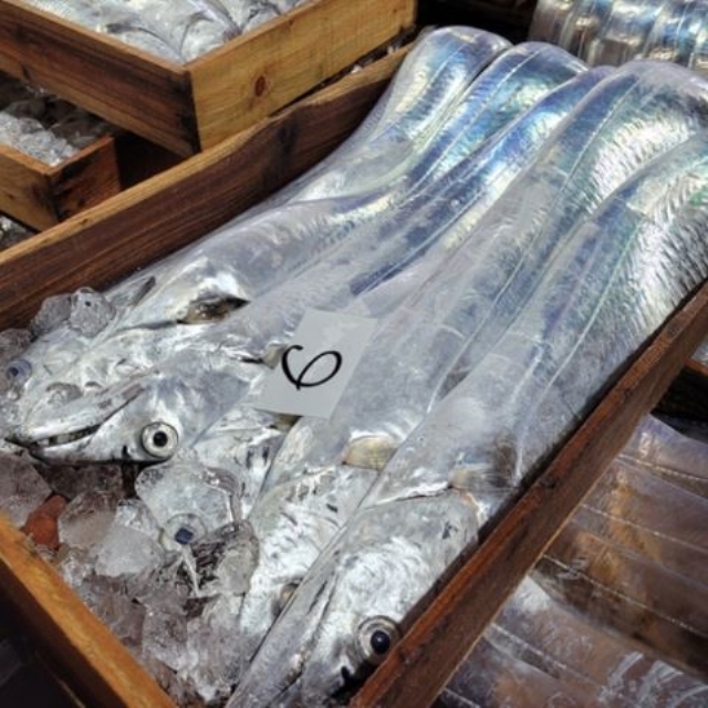 4지급 대물 토막갈치 500g= 6,900원