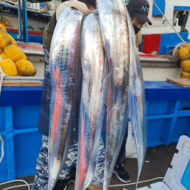 https://spdy-flexg-150.flexgate.co.kr/data/goods/airgram123/small/thum2/은갈치살설진선_20250725101844743_1.jpg