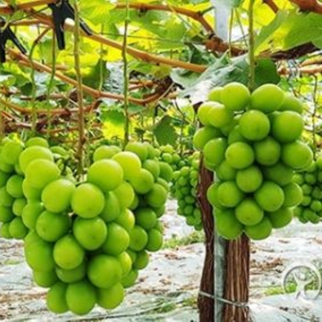 https://spdy-flexg-150.flexgate.co.kr/data/goods/airgram123/small/thum2/캡처1_20250707022619219_1.JPG