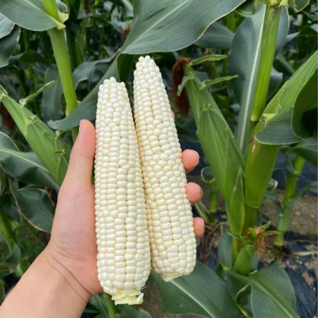 https://spdy-flexg-150.flexgate.co.kr/data/goods/airgram123/small/thum2/캡처_20240612063526813_1_20240626054931929_1.jpg