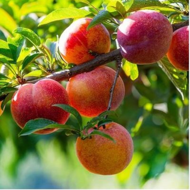 https://spdy-flexg-150.flexgate.co.kr/data/goods/airgram123/small/thum2/캡처_20250521062249566_1.JPG