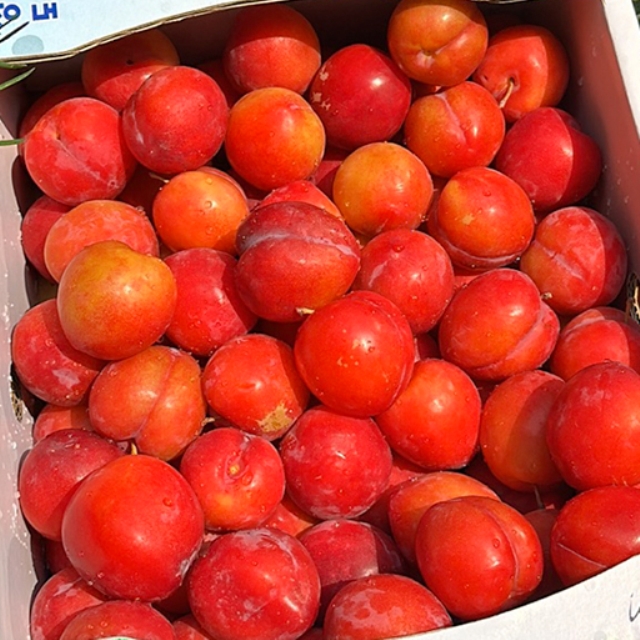 https://spdy-flexg-150.flexgate.co.kr/data/goods/airgram123/small/thum2/햇꿀자두_512X512.jpg