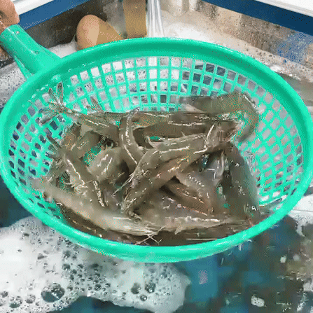 https://spdy-flexg-150.flexgate.co.kr/data/goods/airgram123/small/thum2/흰다리새우원본.gif